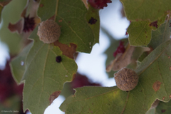 Cynips multipunctata