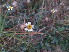 Tridax procumbens