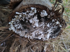 Schizophyllum commune