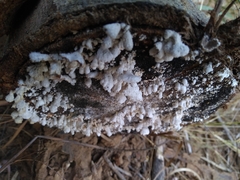 Schizophyllum commune