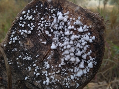Schizophyllum commune