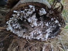 Schizophyllum commune