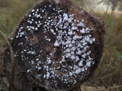 Schizophyllum commune