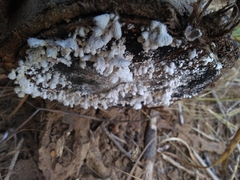 Schizophyllum commune