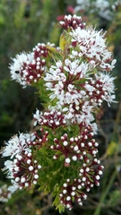 Agathosma ciliata