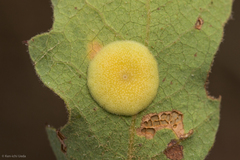 Andricus pattersonae