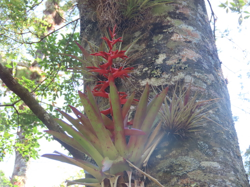 Foto de Tillandsia
