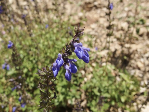 Image of Salvia arizonica by (c) Sue Carnahan, some rights reserved (CC BY)