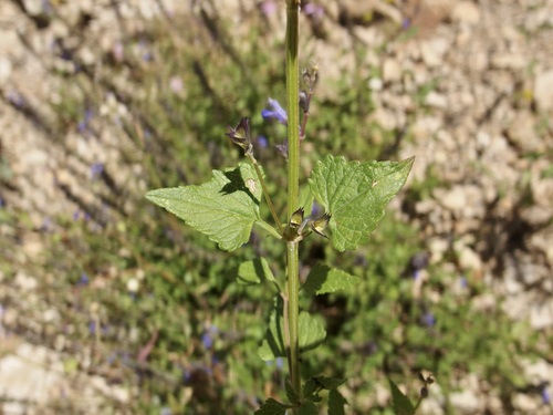 Image of Salvia arizonica by (c) Sue Carnahan, some rights reserved (CC BY)