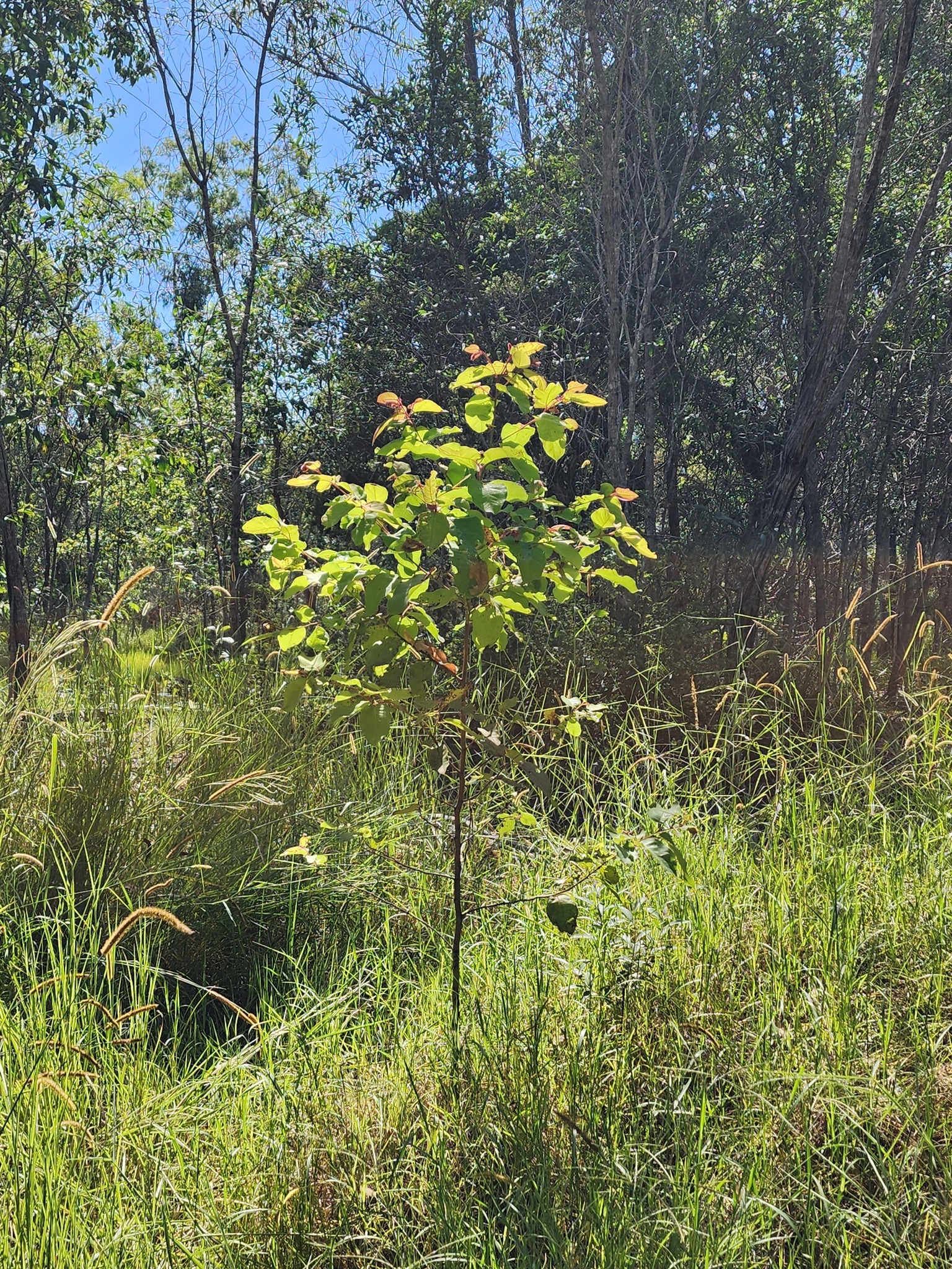 Imagem de Eucalipto-de-corymbia