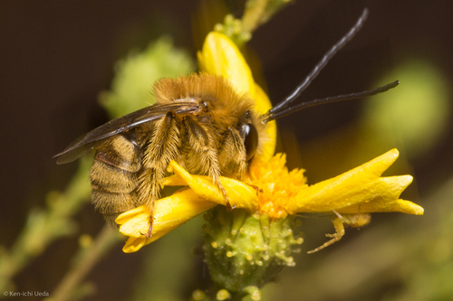 Tetraloniella pomonae