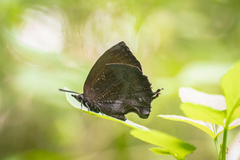 Mahathala ameria