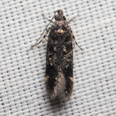 Chionodes lophosella
