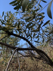 Acacia holosericea