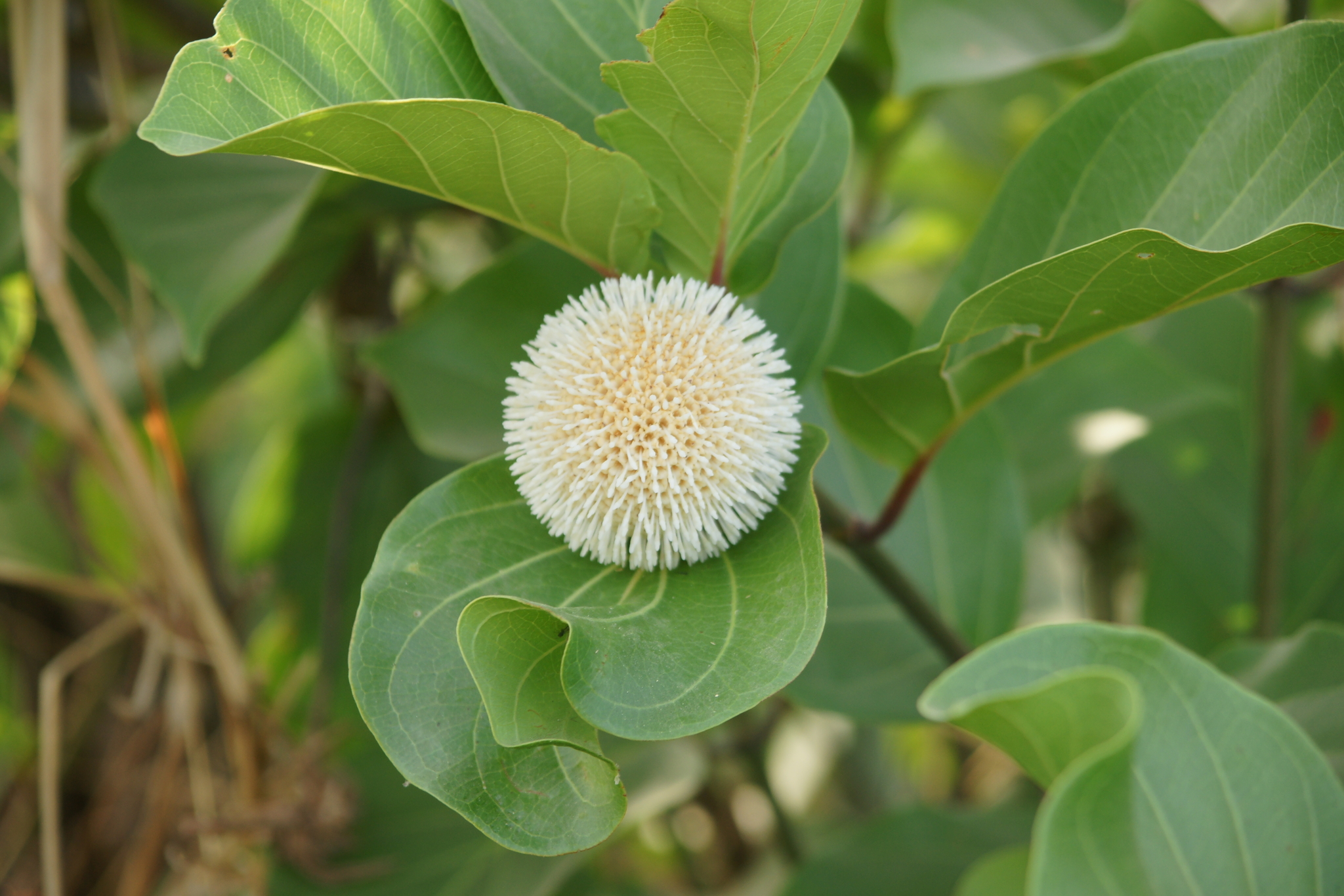 Nauclea Latifolia (Nauclea latifolia)