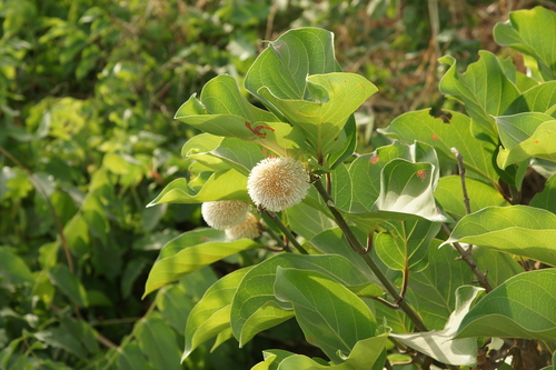 Nauclea latifolia, photograph 1
