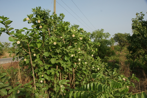Nauclea latifolia, photograph 2