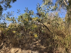 Acacia holosericea