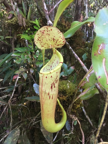 Nepenthes chaniana