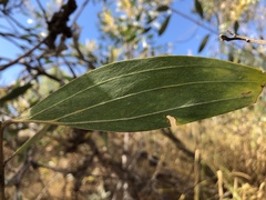 Acacia holosericea