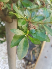 Rhododendron japonicum