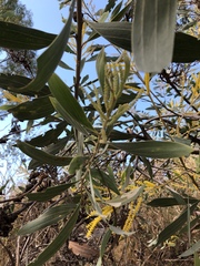 Acacia holosericea