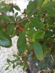 Rhododendron japonicum