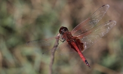 Tramea stenoloba