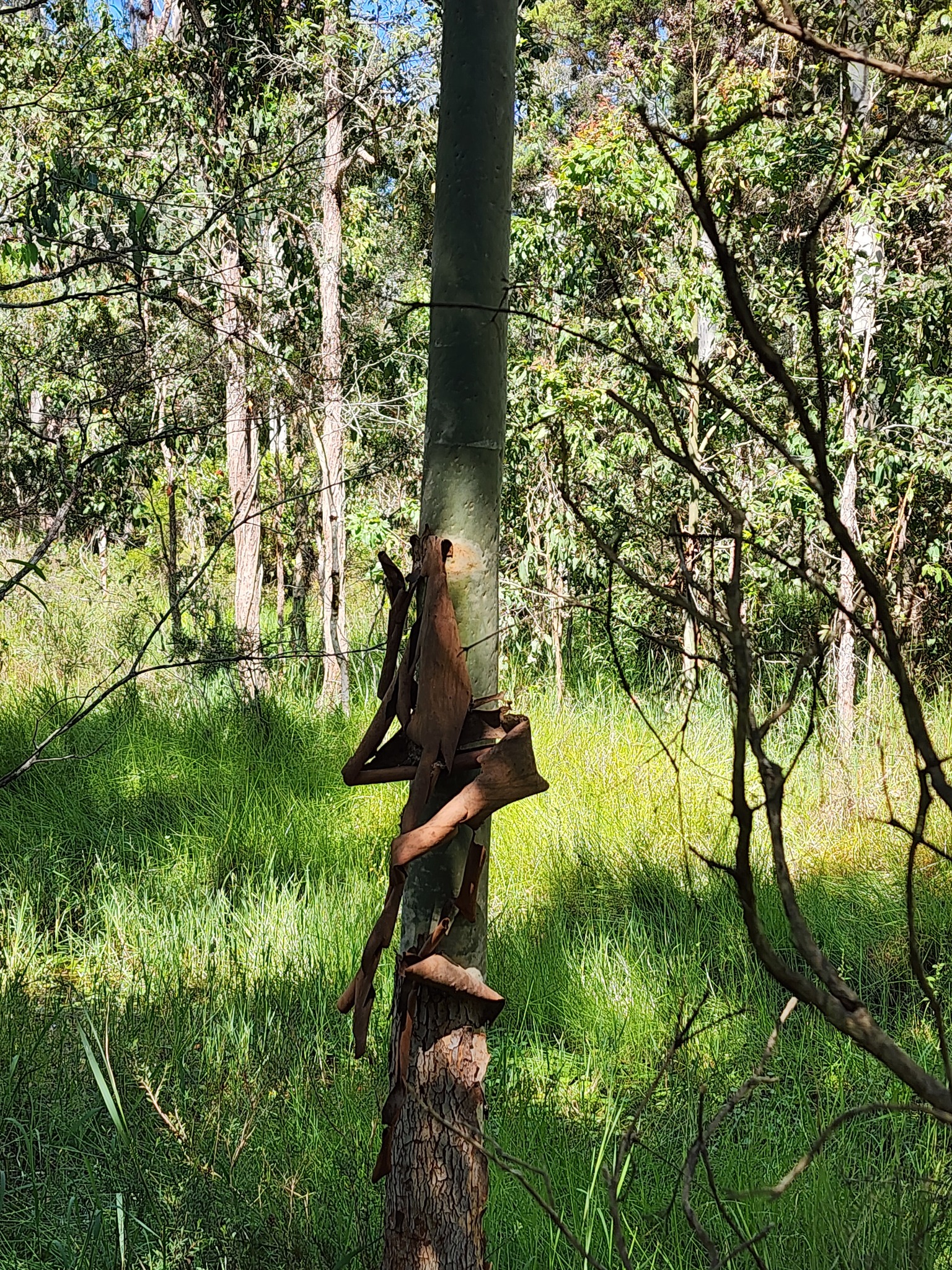 Imagem de Eucalipto-de-corymbia