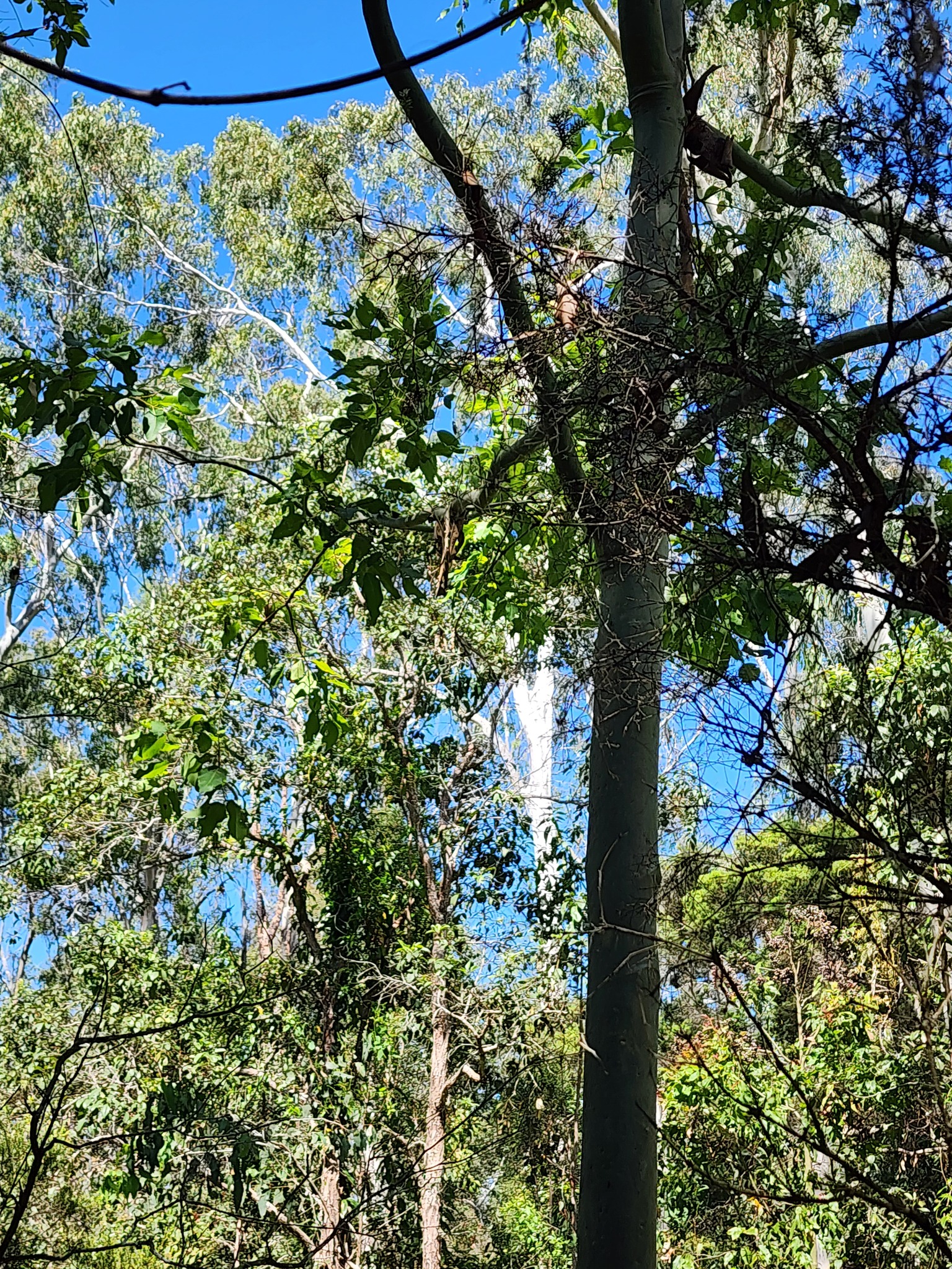 Imagem de Eucalipto-de-corymbia