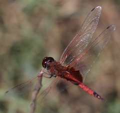 Tramea stenoloba
