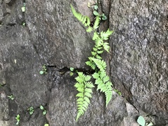Polypodiopsida
