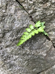 Polypodiopsida