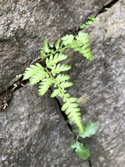 Polypodiopsida