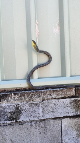 Common Tree Snake sighting