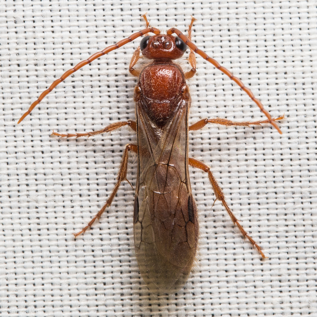 Acanthetropis aequalis