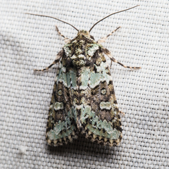 Lacinipolia strigicollis