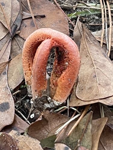 column stinkhorn (Clathrus columnatus)