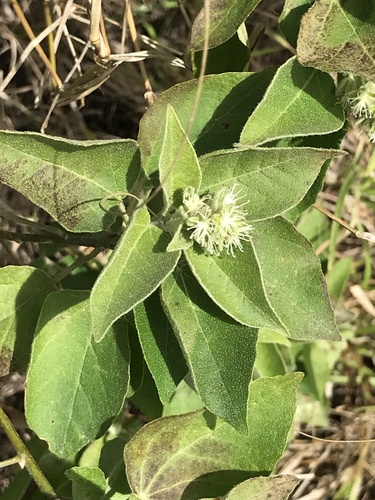Foto de Velame-do-campo