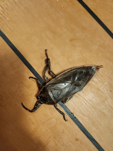 Lethocerus maximus