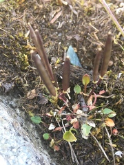 Cardamine bellidifolia