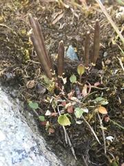 Cardamine bellidifolia