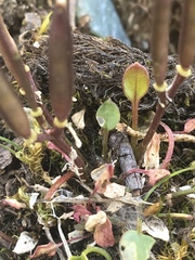 Cardamine bellidifolia