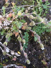 Cerastium nigrescens