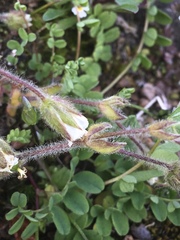 Cerastium nigrescens