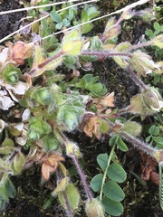 Cerastium nigrescens