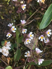 Euphrasia frigida