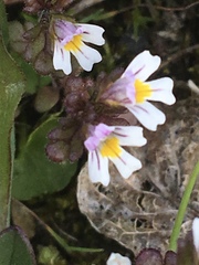 Euphrasia frigida