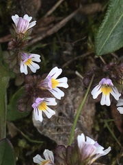 Euphrasia frigida