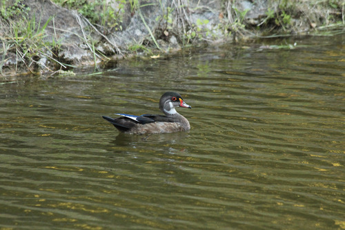 Pato joyuyo (Aix sponsa)